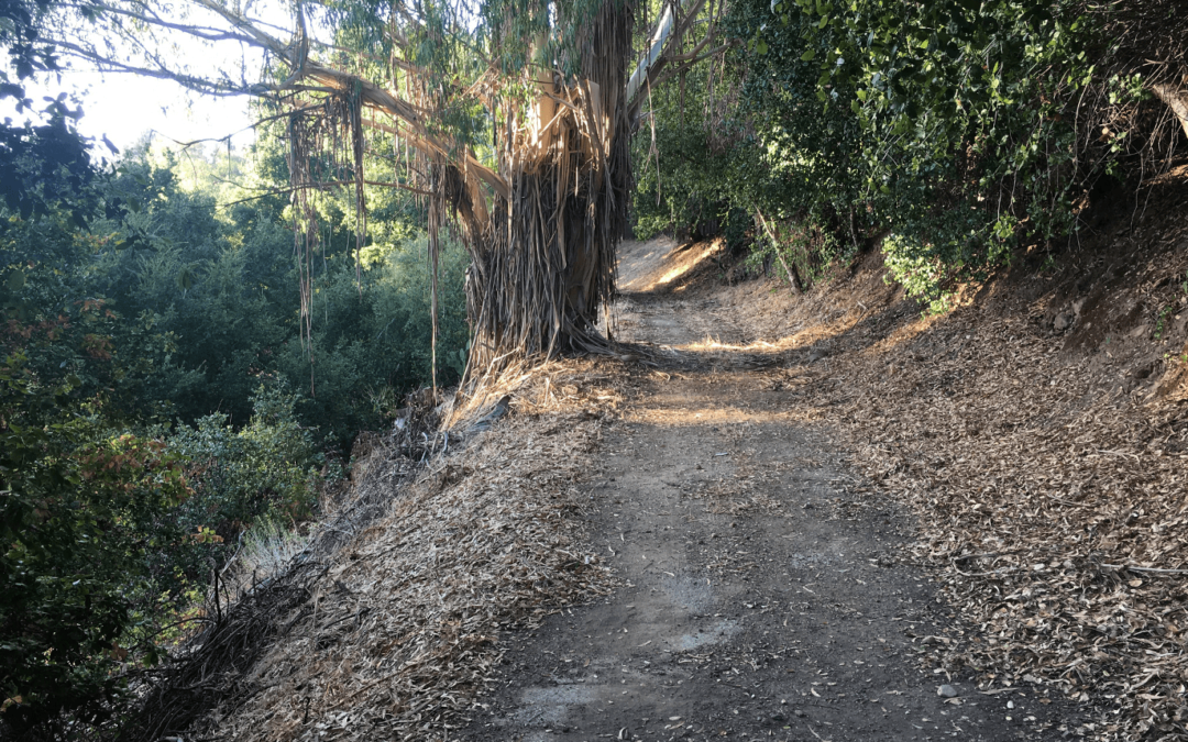 Get to know the future Linda Vista trail