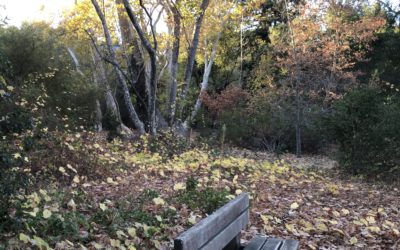 Walking Cupertino’s West Side Parks