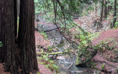 Purisima Creek Redwoods Preserve