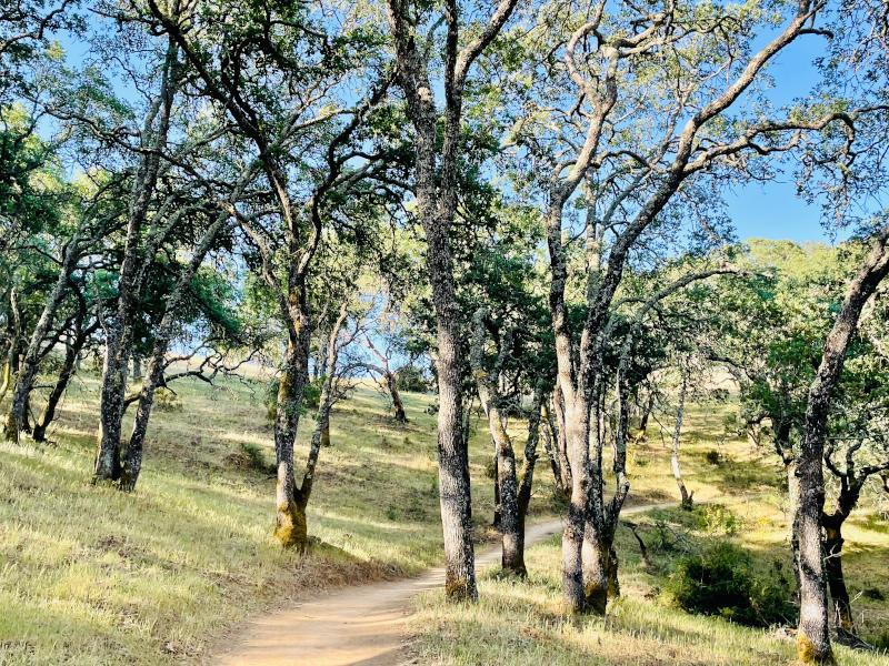 Calero mountain bike discount trail