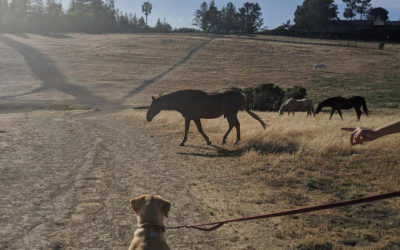 Trail Review: Byrne Reserve Hiking Trail