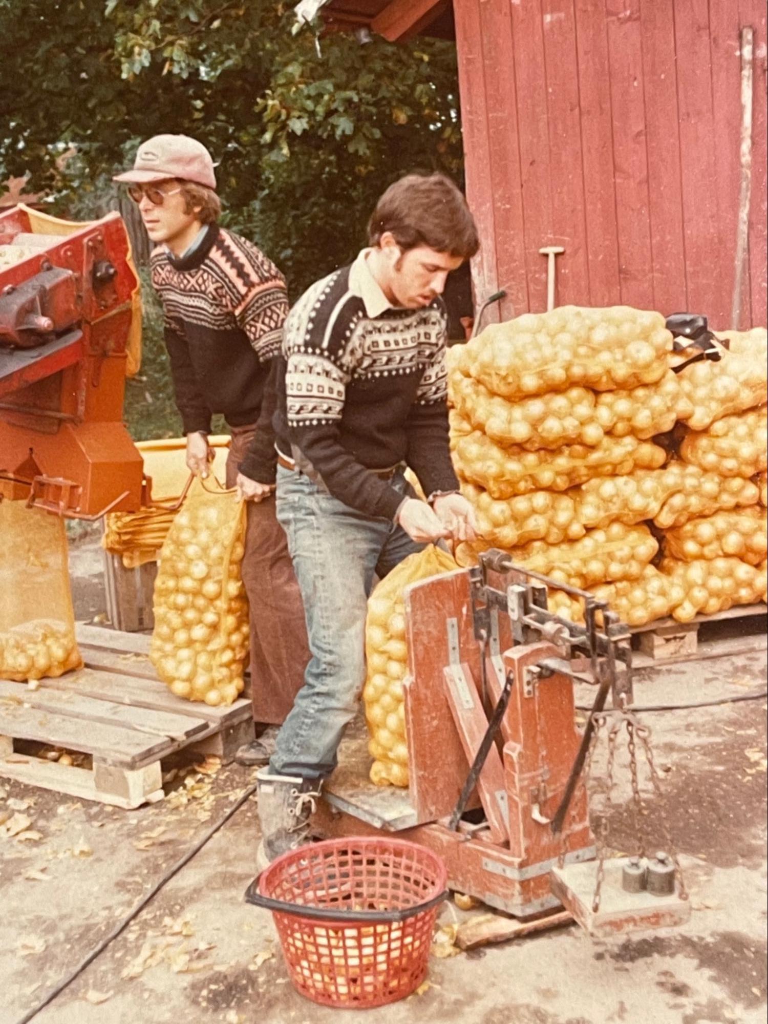 Onion season in Larvik