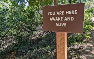 A Relaxing Hike at Villa Montalvo County Park