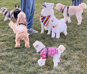 The Story of Poppy (and how Cupertino DOLAs changed her life)