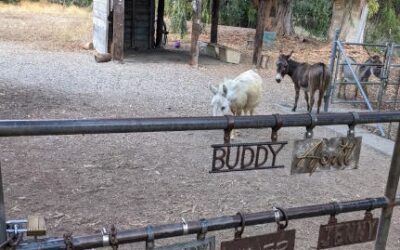 From Hetch Hetchy to Barron Park Donkeys, a 2-mile History Trail