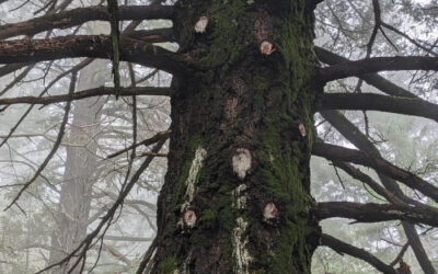 Sanborn County Park: Forest Health Plan Project