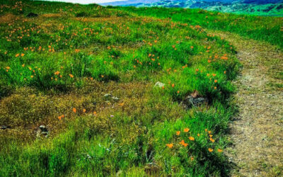 Máyyan ‘Ooyákma Coyote Ridge: A Wonderland of Wildflowers and Wildlife