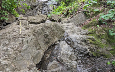 Santa Teresa County Park: A Dog Friendly Park with Hidden Springs