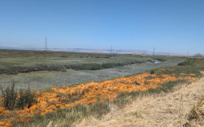 Bedwell Bayfront Park: from “Trash” to “Treasure”