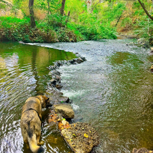 Los Gatos Creek Trail: Exploring Nature, Art, History, and Cuisines