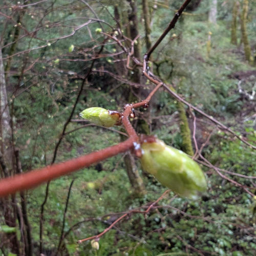 peters_creek_buds