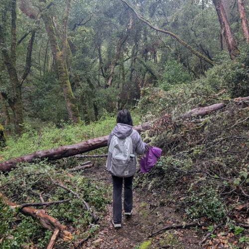 peters_creek_fallenTrees
