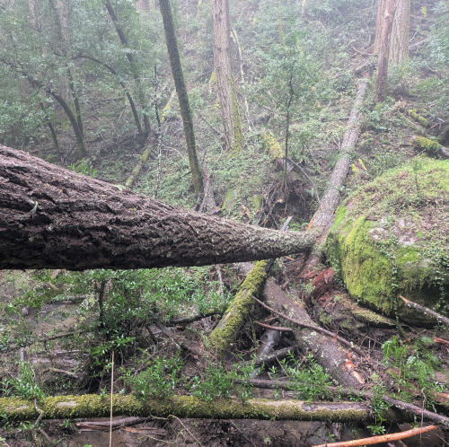 peters_creek_fallenTrees1