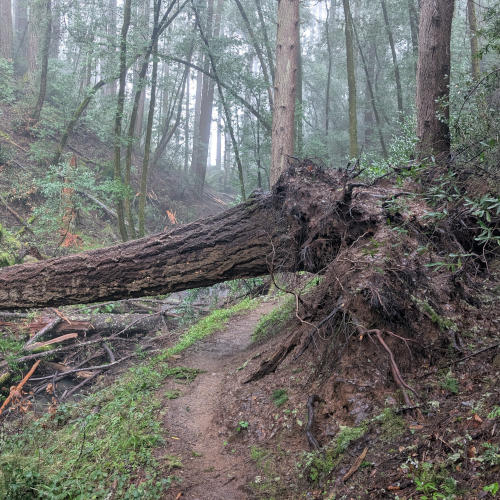 peters_creek_fallenTrees2