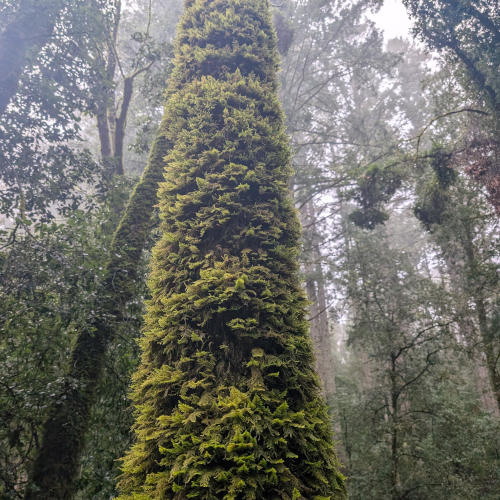 peters_creek_fernsOnTree