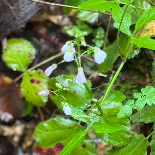 peters_creek_flowers