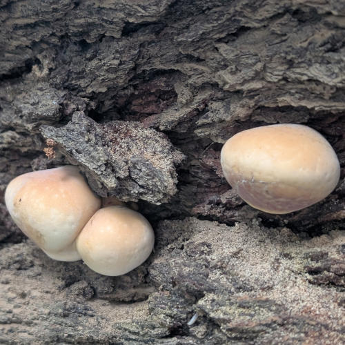 peters_creek_fungus