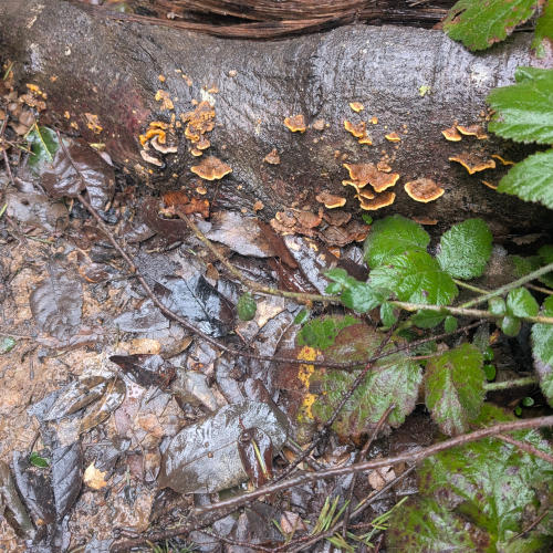 peters_creek_mushrooms