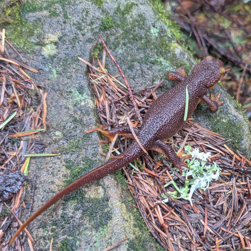 peters_creek_newt