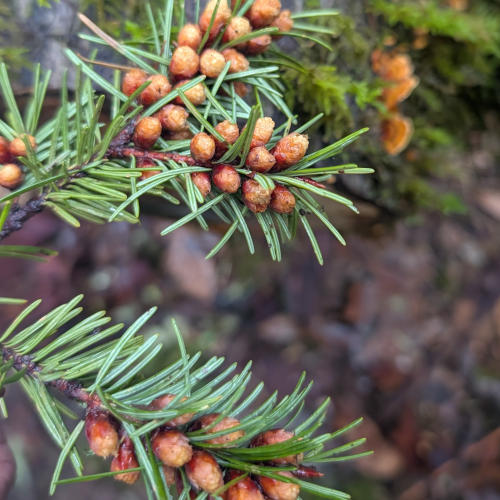 peters_creek_pinecones