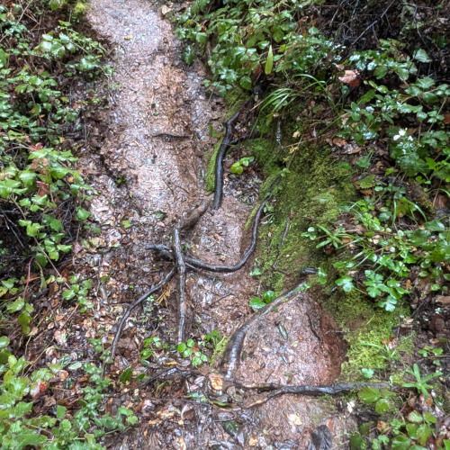 peters_creek_roots