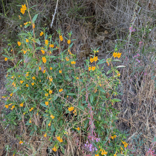 jones_hill_flowers