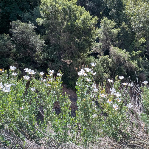 jones_hill_flowers3