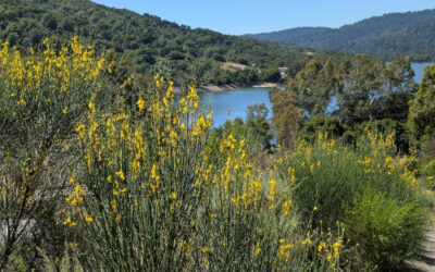 “Third Time’s the Charm” Hike in Los Gatos