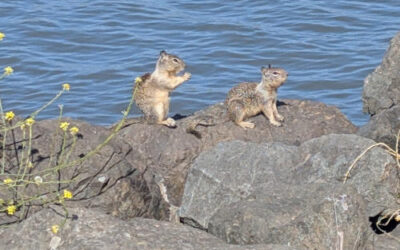 Berkeley Waterfront: Memorable Fun for All Ages