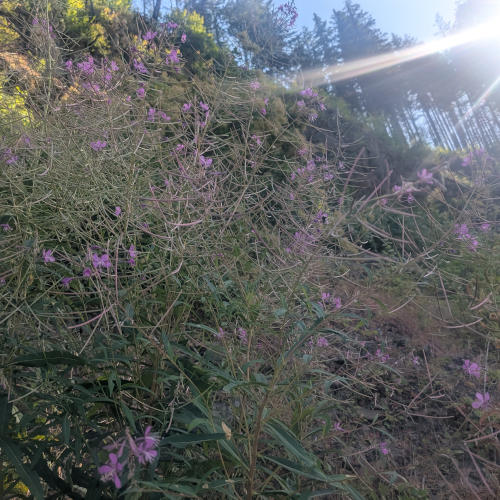 columbia-river-flowers-multnomah