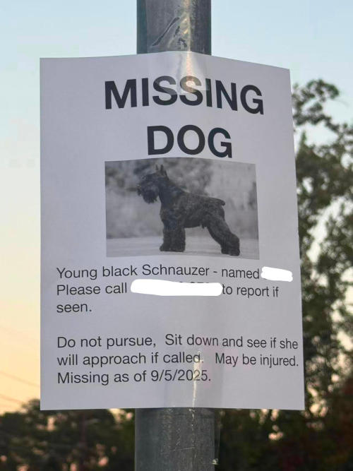Stevens-Creek-missing-dog
