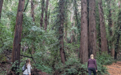 Post-Rain Magic: A Redwood Escape to Wunderlich Park