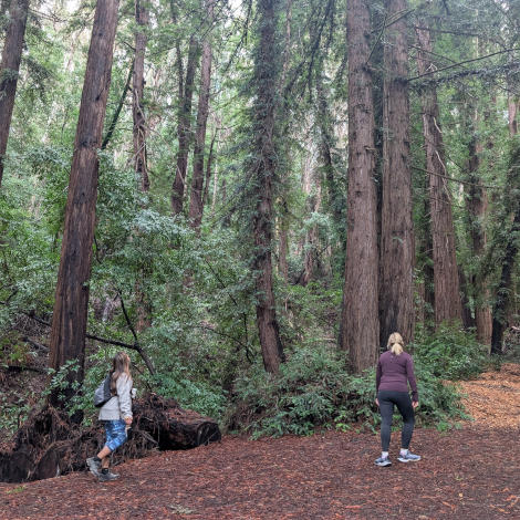 Post-Rain Magic: A Redwood Escape to Wunderlich Park